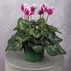 Pink/White Cyclamen Plant