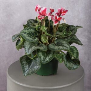Red/White Cyclamen Plant