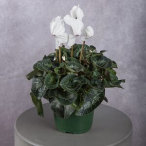 White Cyclamen Plant