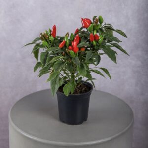 Red Pepper Plant