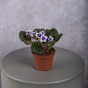 African Violet Plant