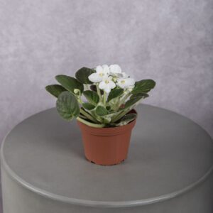 African Violet Plant