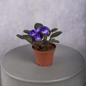 African Violet Plant
