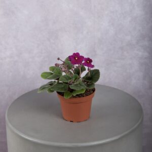 African Violet Plant