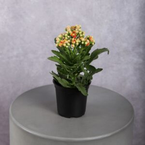 Orange Kalanchoe Plant