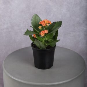 Orange Kalanchoe Plant