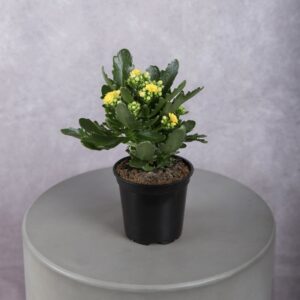 Yellow Kalanchoe Plant