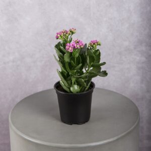 Pink Kalanchoe Plant