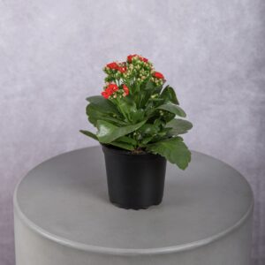 Red Kalanchoe Plant