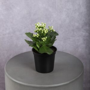 Calandiva White Plant (4 Inches)