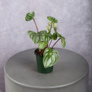 Peperomia Plant
