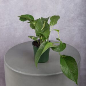 Golden Pothos Plant