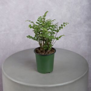 Lemon Button Fern