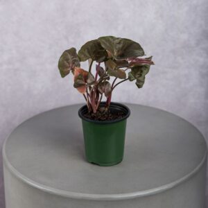 Rex Begonia Plant