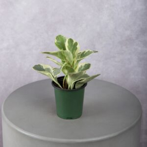 Variegated Baby Rubber Plant