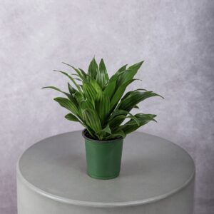 Bird's Nest Fern Plant