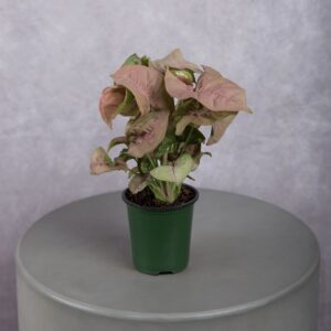 Syngonium Plant