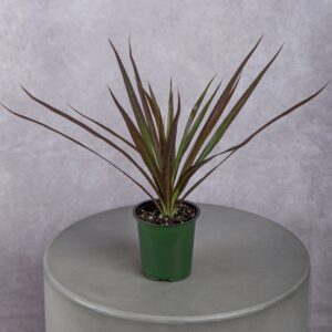 Dracaena Plant
