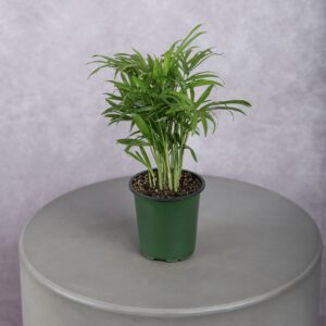 Parlor Palm Plant