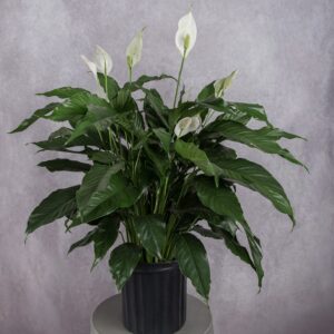 White Peace Lily Plant