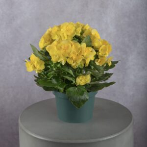Yellow Begonia Plant