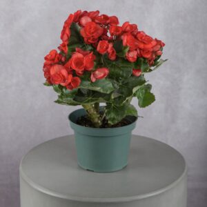 Red Begonia Plant