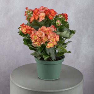 Orange Begonia Plant