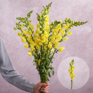 Yellow Snapdragon 10 stem bunches