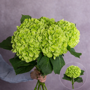 Large Green Hydrangea