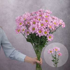 Pink Spray Mini Chrysanthemum 5 stem bunches