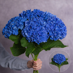 Large Dark Blue Hydrangea