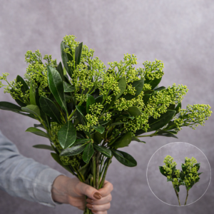 Green Skimmia 2 stem bunches
