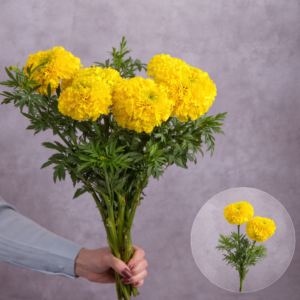 Yellow Marigolds 5 stem bunches