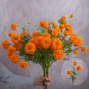 Orange Marigolds 5 stem bunches