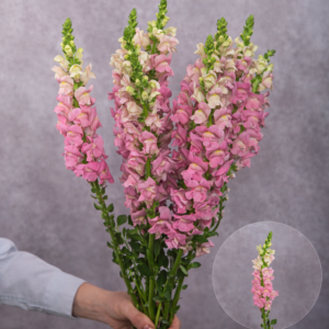 Pink Snapdragon 10 stem bunches