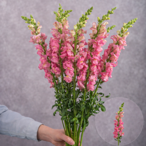 Pink Snapdragon 10 stem bunches