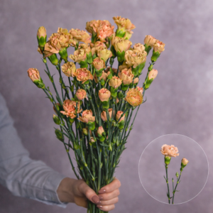 Peach Mini Carnations 10 stem bunches