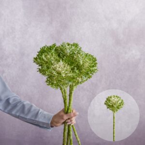 Green Brassica 5 stem bunches