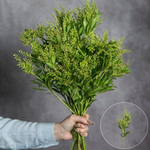 Flowering Ruscus sold by the bunch