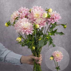 Light Pink/White Dahlias 5 stem bunches
