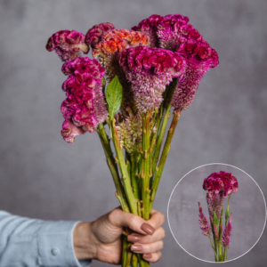 Hot Pink Celosia sold by the bunch