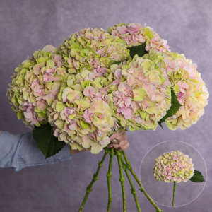 Pink/Green Large Hydrangea