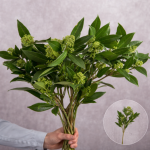 Green Skimmia 2 stem bunches