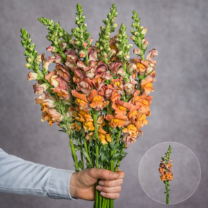 Orange Snapdragons 10 stem bunches