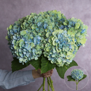 Blue/Green Large Hydrangea