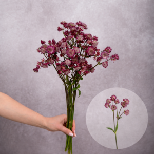 Astrantia Burgundy 10 stems per bunch