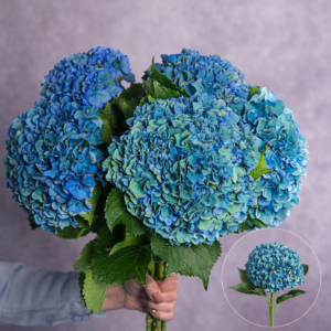 Large Blue Hydrangea