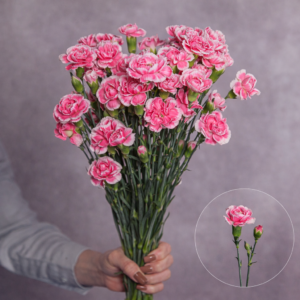 Pink Mini Carnations 10 stem bunches