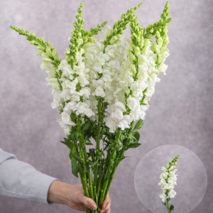 White Snapdragons 10 stem bunches