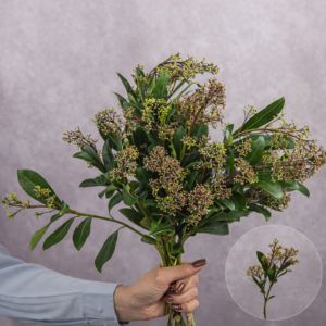 Skimmia 2 stem bunches